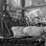 SWIR vs. MWIR vs. LWIR инфракрасные детекторы: руководство по их различиям и применению